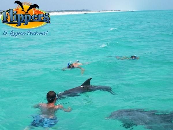 4 Best Places to Swim with the Dolphins